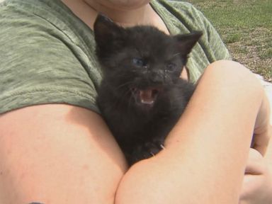 VIDEO: The little gray kitten has been named Hugo after one of the Florida firefighters who rescued him.