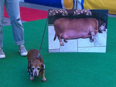 VIDEO: Vincent the Dog Visits 'GMA' After Losing Half His Body Weight