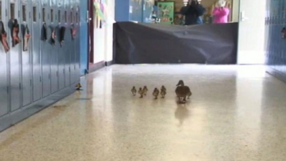 Mother Duck Leads Baby Ducklings On Waddle Through Michigan School Abc News