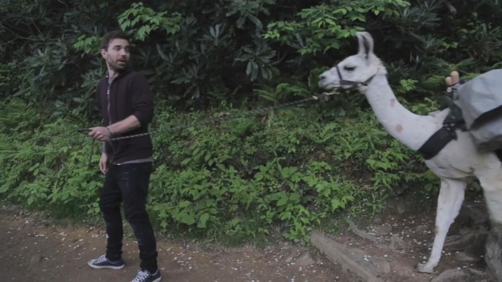 VIDEO: YouTube Stars Charles Trippy and Allie Hike With Llamas