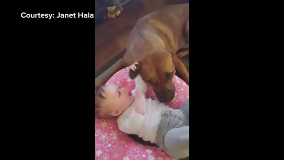 992px x 558px - Video Dog and Baby Girl Share Adorable Bond - ABC News