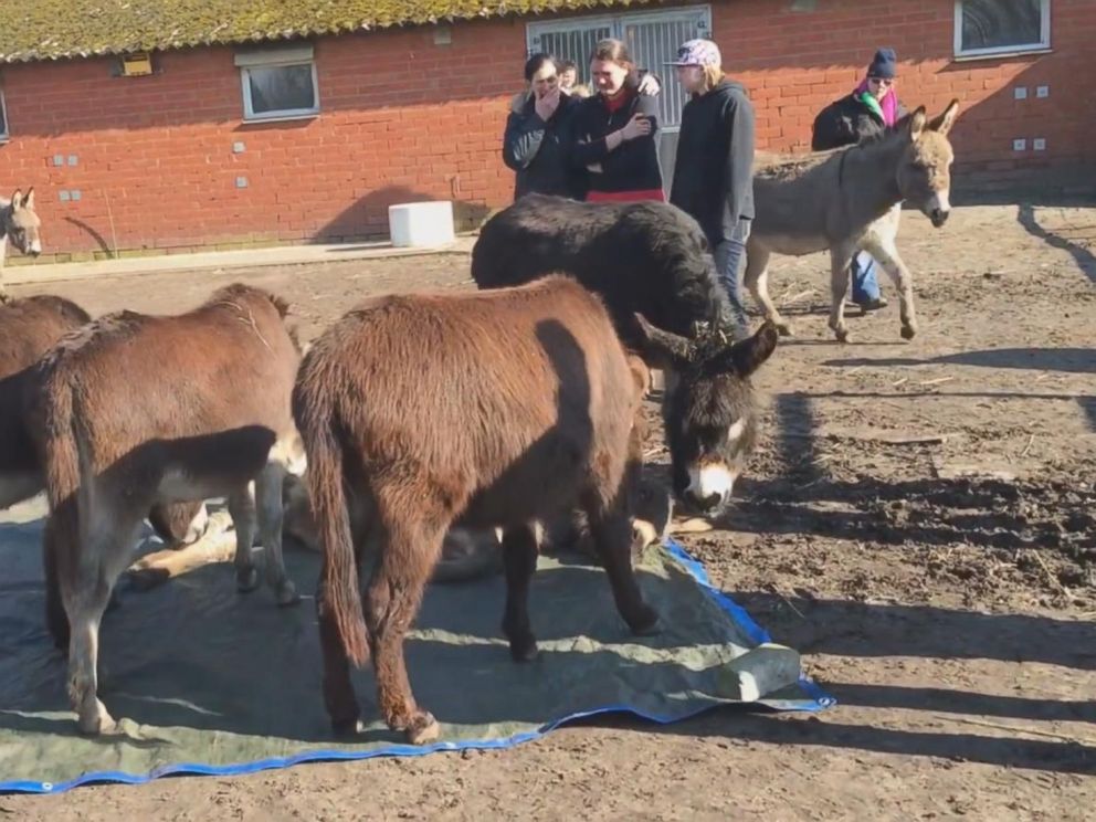 We Are Gathered Here To Bray Donkeys Mourn Abc News