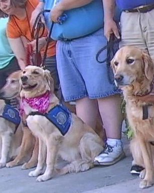 VIDEO: 'K9 Comfort Dogs' Help Support Orlando Victims and Survivors