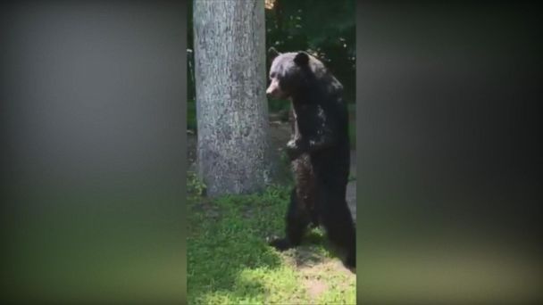 Video New Video of Black Bear That Walks Upright - ABC News