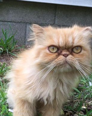 VIDEO: Homeless Grumpy Cat Adopted by Home Inspector