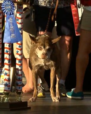 VIDEO: First Look at 'World's Ugliest Dog Contest' Competitors