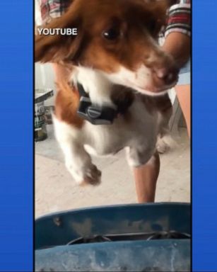 VIDEO: Dachshund Appears to Fly in Slow Motion 