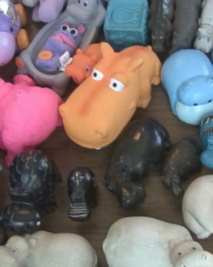 VIDEO: Becky Fusco's collection includes 604 hippopotamus items.