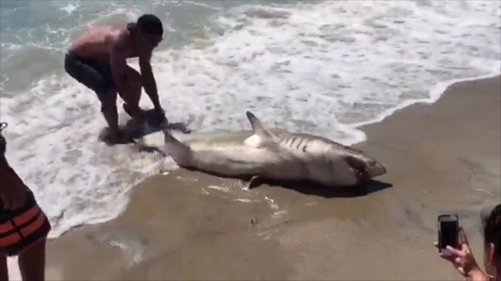New Jersey Teen Reels in Estimated 200-Pound Shark - ABC News