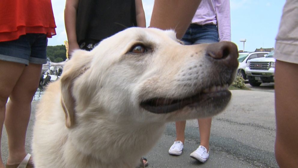 Dog Missing For Month Returns Home After Found Bobbing In Lake - ABC News