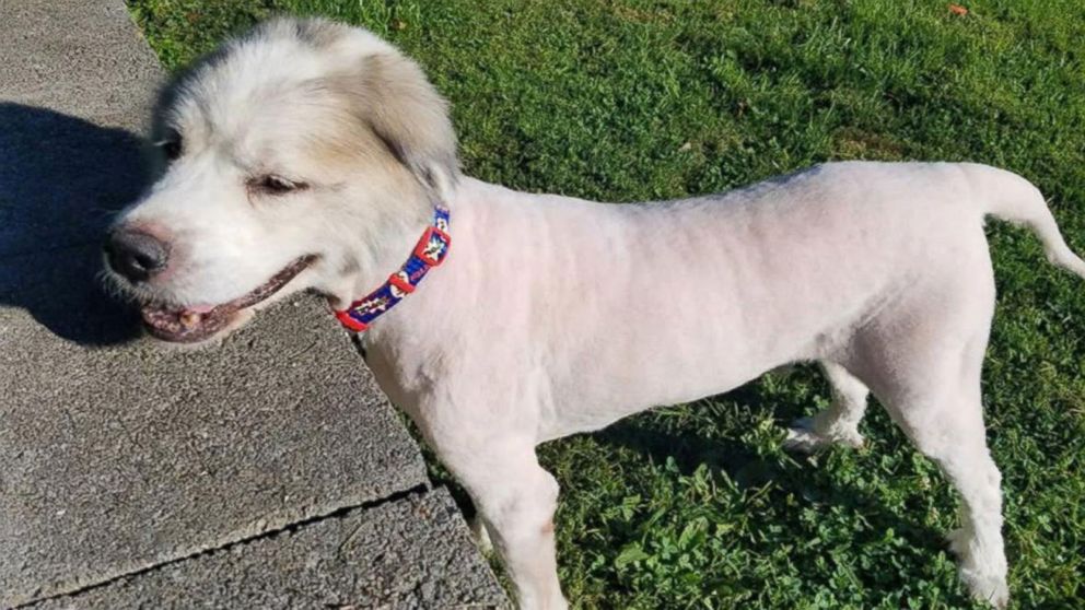 Rescue Dog Loses 35 Pounds In Fur After First Haircut In 6 Years