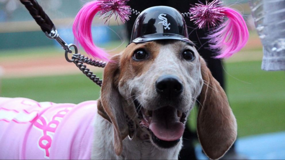A 'horse' showed up to White Sox's dog promotion - Chicago Sun-Times