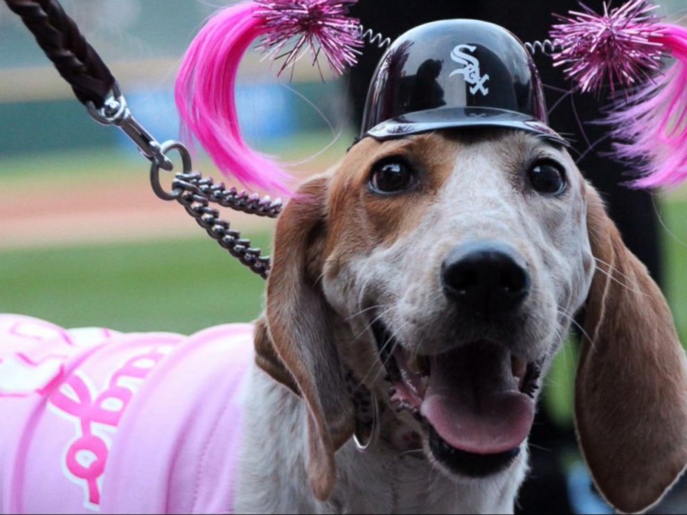 Chicago White Sox / Over the Collar Dog Bandana