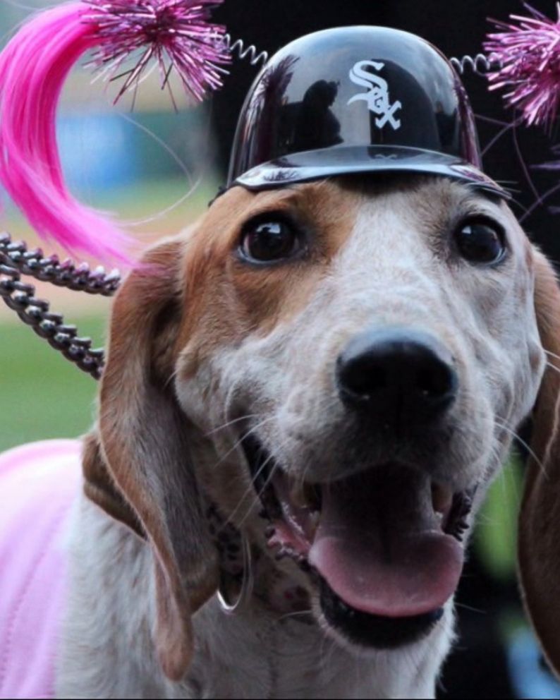 Chicago White Sox Break Most Dogs in Attendance World Record