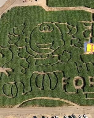 VIDEO: Frosty's Forest in Chino, California, is one of more than 80 farms nationwide celebrating the Peanuts' 50th anniversary.