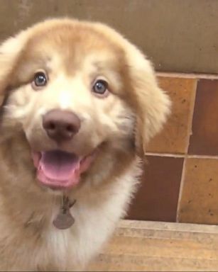 VIDEO: 'Mission PAWsible' Pet Adopt-a-Thon 