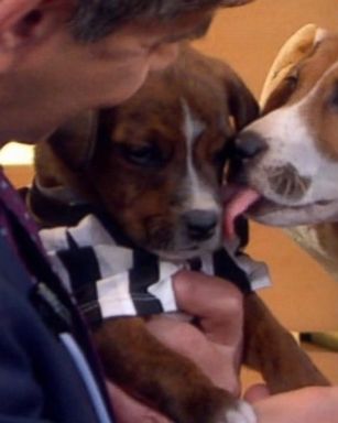 VIDEO: Mission PAWsible: Best Moments From 'GMA' Doggie Adoptathon