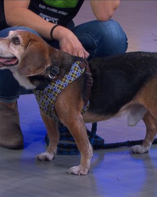 VIDEO: 'GMA' Doggie Adoptathon: Meet Toby the Beagle