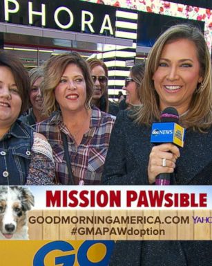 VIDEO: Dogs Find Homes Through 'Mission PAWsible' 