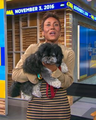 VIDEO: 'GMA' Doggie Adoptathon Update