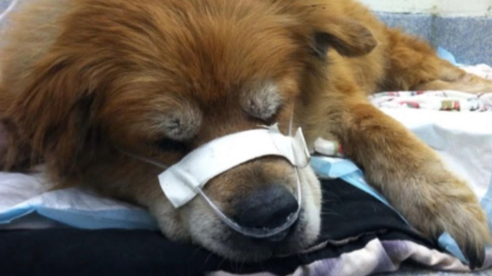Hero Rescue Dog Recovering After Saving Owner From House Fire - ABC News