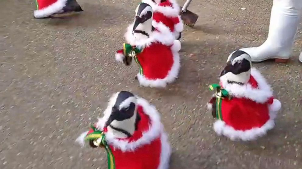 6 'Santa Penguins' Take a Walk Just in Time for Christmas - ABC News