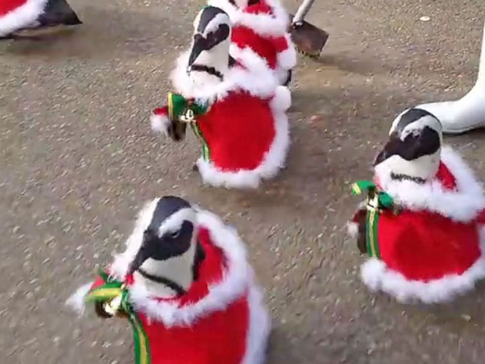 penguins dressed up for christmas Christmas penguins on parade