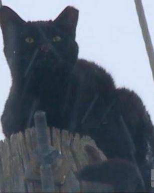 VIDEO: Cat Nicknamed 'Sparky' Rescued From Atop Power Pole After 2 Snowy Days