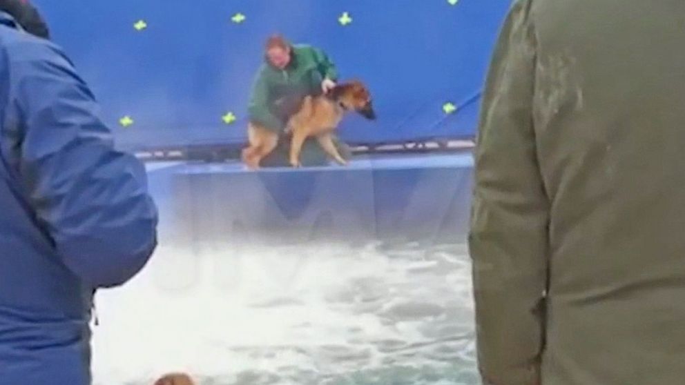 Video Leaked Footage From 'A Dog's Purpose' Film Set Leads to Canceled  Premiere - ABC News