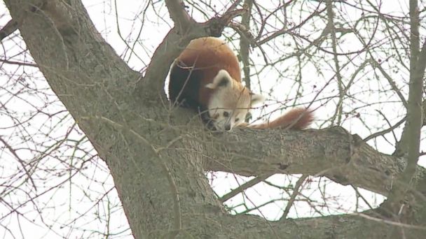 Video Red Panda Escapes Zoo Enclosure In Virginia Abc News