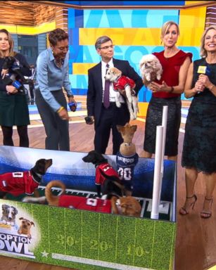 VIDEO: 'GMA' Pawdoption Bowl