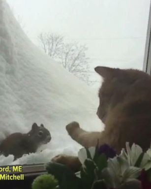 VIDEO: Cat and squirrel face off through window