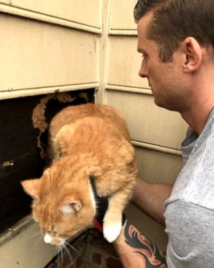 VIDEO: North Carolina cat rescued from inside chimney