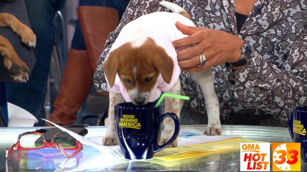 'GMA' Hot List: The anchors celebrate National Puppy Day