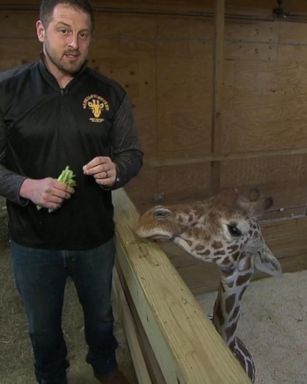 VIDEO: 'April' the giraffe expected to give birth soon