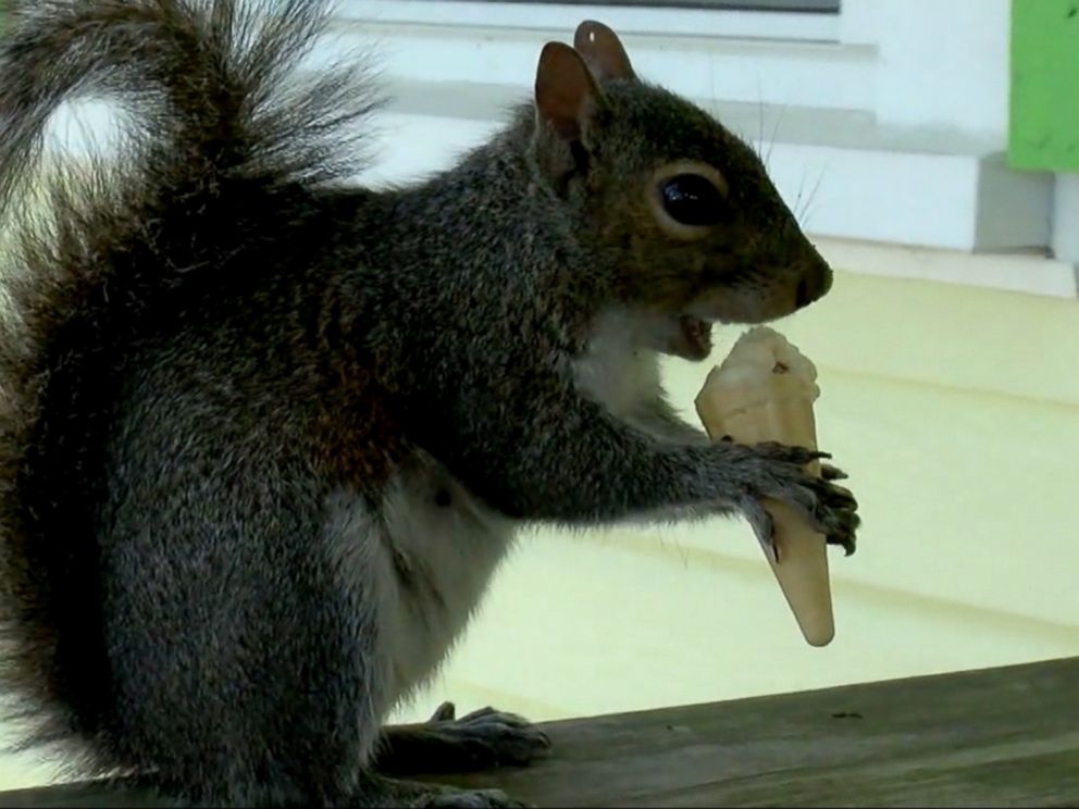 VIDEO: Putter the squirrel visits Fantasy Isle Ice Cream and Mini Golf in Holden Beach twice a day for mini vanilla ice cream cone.