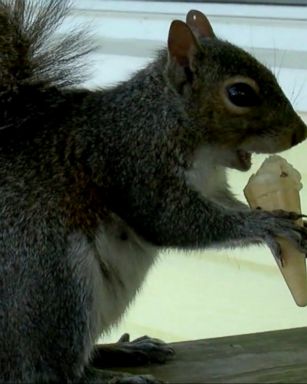 VIDEO: Putter the squirrel visits Fantasy Isle Ice Cream and Mini Golf in Holden Beach twice a day for mini vanilla ice cream cone.