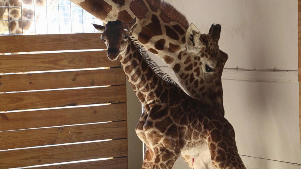 VIDEO: Millions waiting for viral sensation April the giraffe's calf to be named 