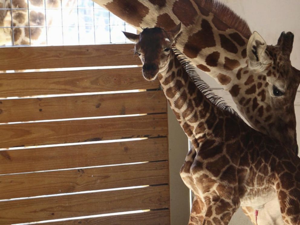 VIDEO: Millions waiting for viral sensation April the giraffes calf to be named