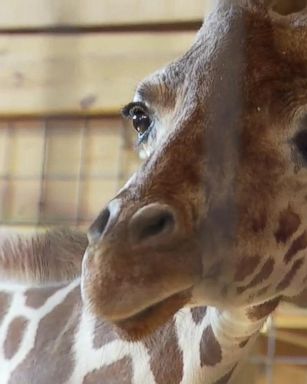 VIDEO: Name of April the Giraffe's baby revealed on 'GMA'