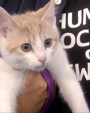 VIDEO: PetSmart's national pet-adoption weekend