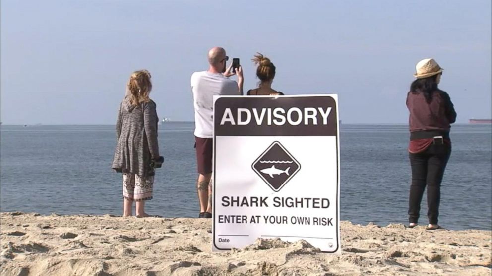 Video Warning Issued After Shark Sightings Off California Coast Abc News