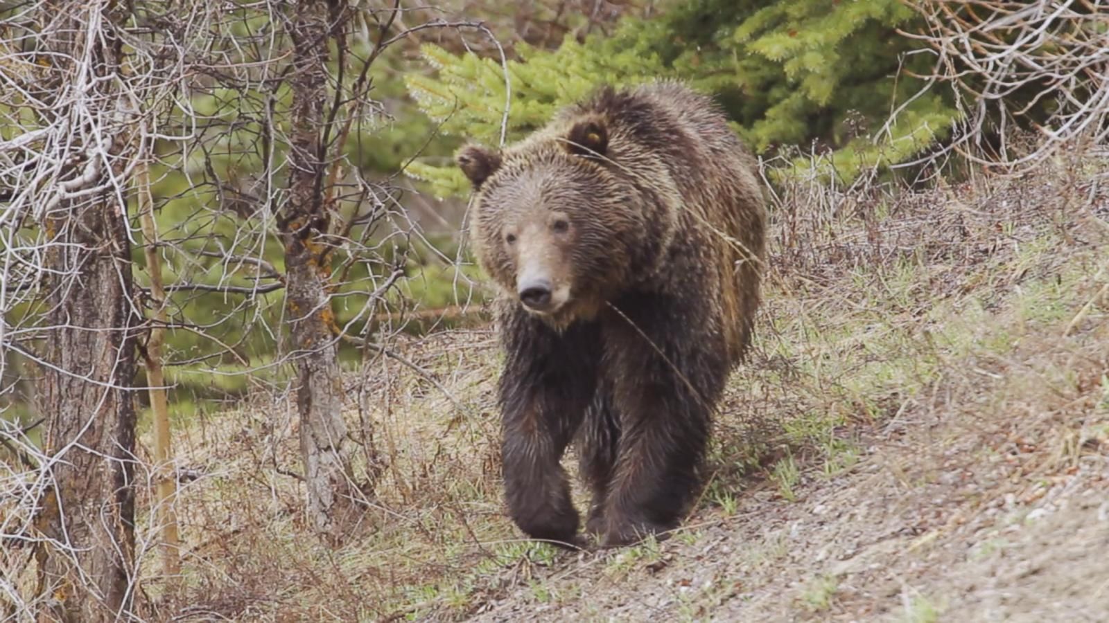 Man survives brown bear attack in Alaska - Good Morning America