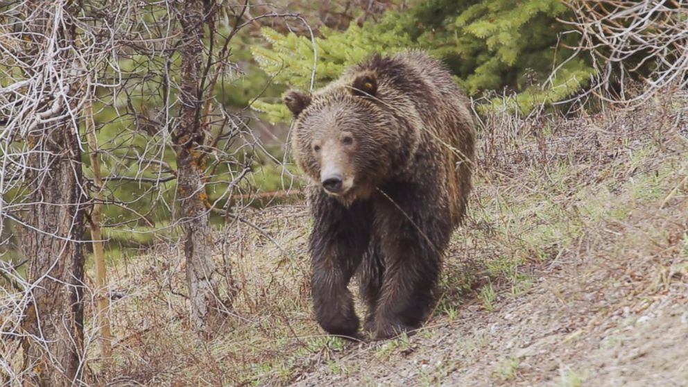 Man survives brown bear attack in Alaska Video ABC News