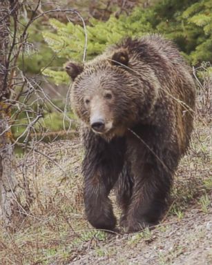 VIDEO: Man survives brown bear attack in Alaska 