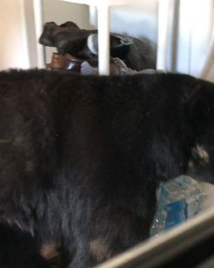 VIDEO: Woman encounters bear in her garage