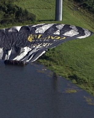 VIDEO: Hot air balloon crash lands in alligator-filled pond