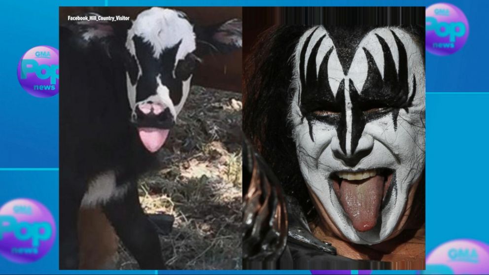 VIDEO: Newborn calf bears striking resemblance to KISS frontman Gene Simmons