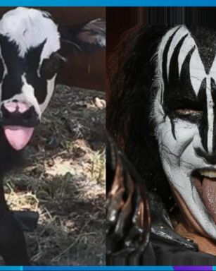 VIDEO: Newborn calf bears striking resemblance to KISS frontman Gene Simmons