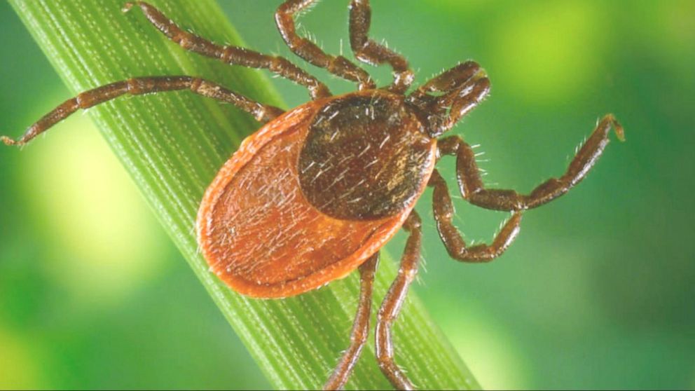 Lyme ABC for New hope study early diagnosis - ... disease offers